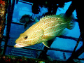   Mabul  